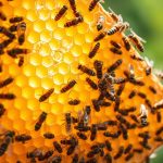 уникальные свойства меда для иммунитета и здоровья.