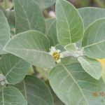 ashwagandha herbs