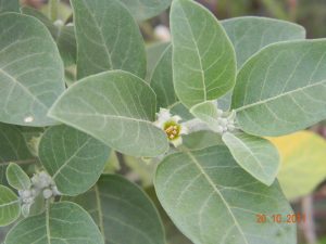 ashwagandha herbs